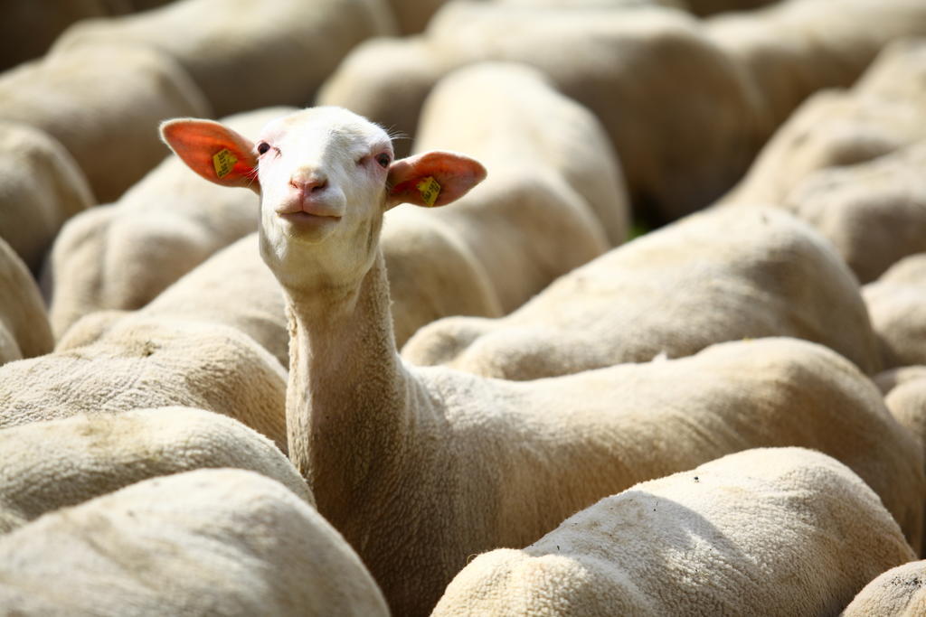Nussbaumer Am Irrsee Tiefgraben Kültér fotó