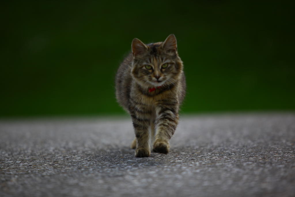 Nussbaumer Am Irrsee Tiefgraben Kültér fotó